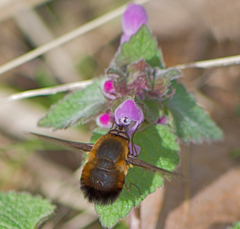 Bombylius discolor