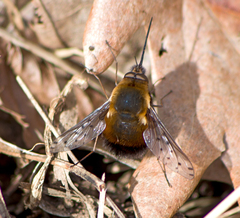 Bombylius discolor
