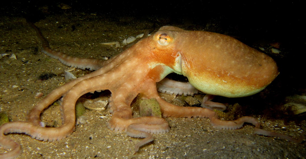Night Octopuses