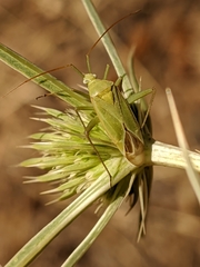 Thiomiris sulphureus
