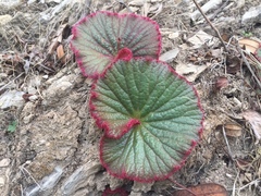 Begonia monophylla