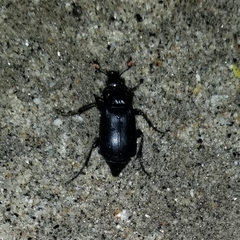 Nicrophorus nigrita