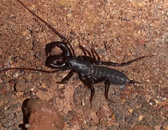 Thelyphonus sepiaris