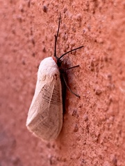 Pygarctia