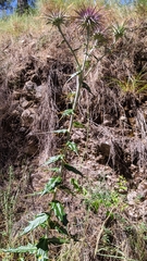 Ptilostemon hispanicus