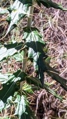 Ptilostemon hispanicus