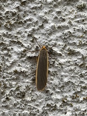 Eilema lurideola