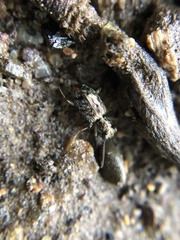 Asaphidion curtum
