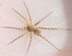 Pardosa mercurialis