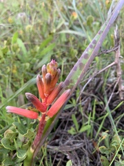 Lachenalia bulbifera