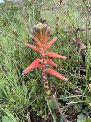 Lachenalia bulbifera