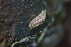 Thecla betulae