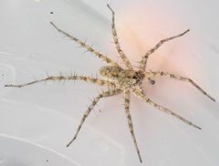 Pardosa mercurialis