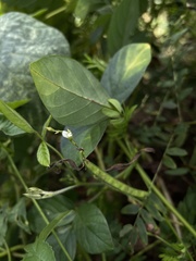 Teramnus labialis