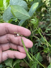 Teramnus labialis