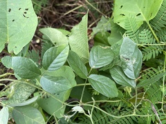 Teramnus labialis
