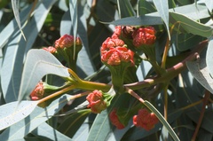 Eucalyptus erythrocorys
