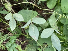 Teramnus labialis