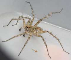 Pardosa mercurialis