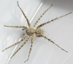 Pardosa mercurialis