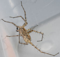 Pardosa mercurialis