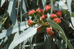Eucalyptus erythrocorys