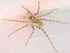 Pardosa mercurialis