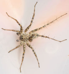 Pardosa mercurialis