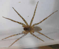 Pardosa mercurialis