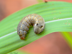 Spodoptera cosmioides