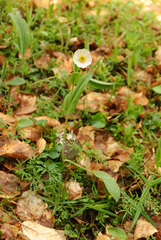 Ranunculus amplexicaulis