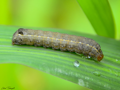 Spodoptera cosmioides