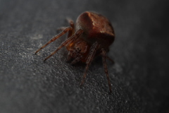 Araneidae