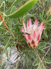 Protea repens