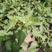 photo of Eastern Black Nightshade (Solanum emulans)