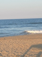 Delphininae