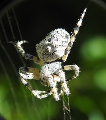 Araneus circe