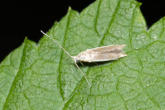 Limnaecia phragmitella