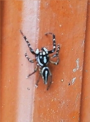 Freya decorata