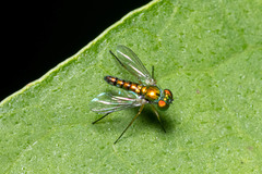 Condylostylus flavipes