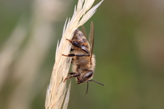 Apis mellifera