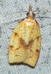 Sparganothis xanthoides