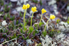 Draba alpina