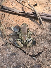 Leptodactylus mystacinus
