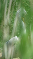 Pelecanus onocrotalus