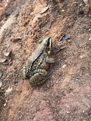 Leptodactylus mystacinus