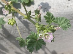 Malva neglecta