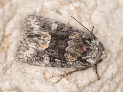 Lacinipolia davena