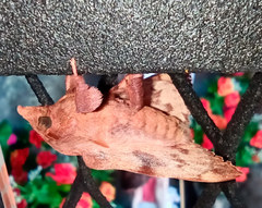 Gastropacha quercifolia