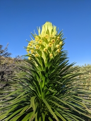 Argyroxiphium grayanum